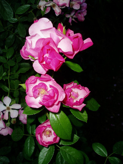 P1010815