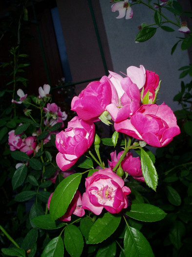 P1010816