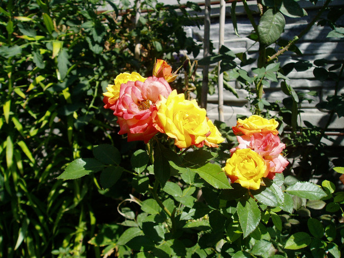 P1010766