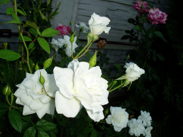 Schneewittchen rose
