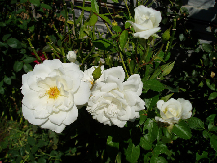 P1010769