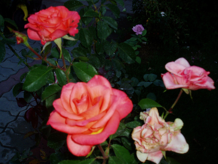P1010804