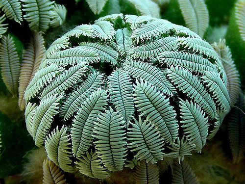 Pelecyphora Aselliformis.