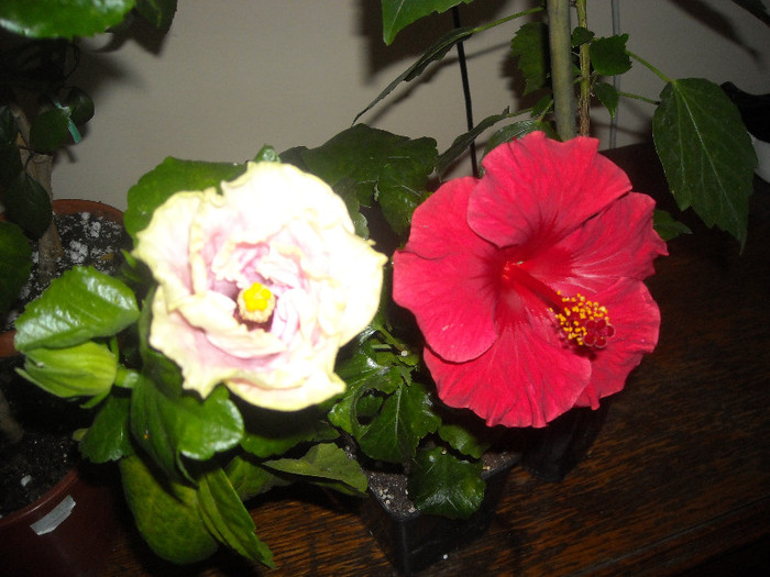 Hibiscus Baby Girl ( boboc) +  Helene