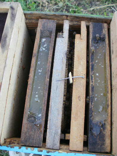 P9100042 - Nuclee imperechere 2012