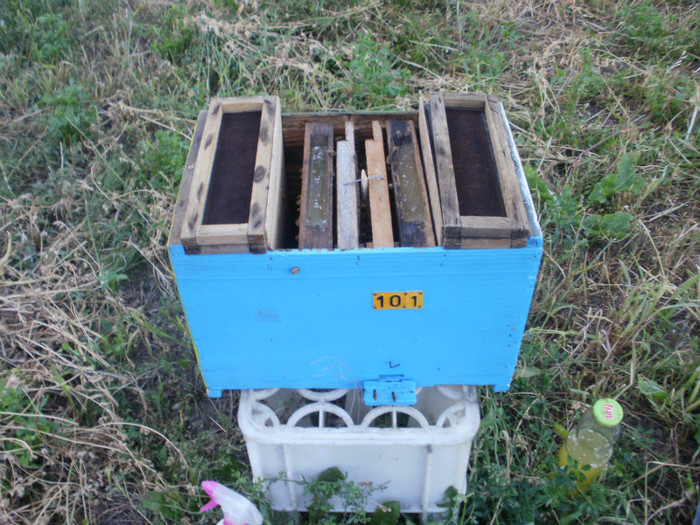 P9100043 - Nuclee imperechere 2012