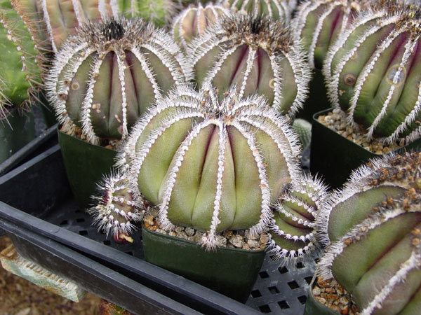 Uebelmannia pectinifera