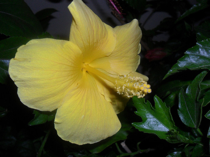 Hibiscus Senegal