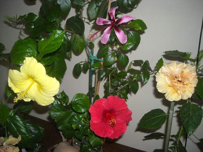 Hibiscus grup