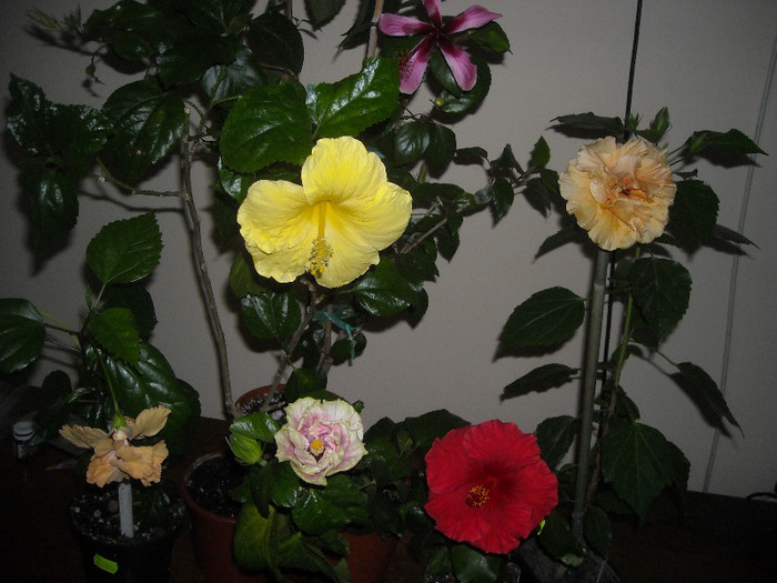 Hibiscus grup