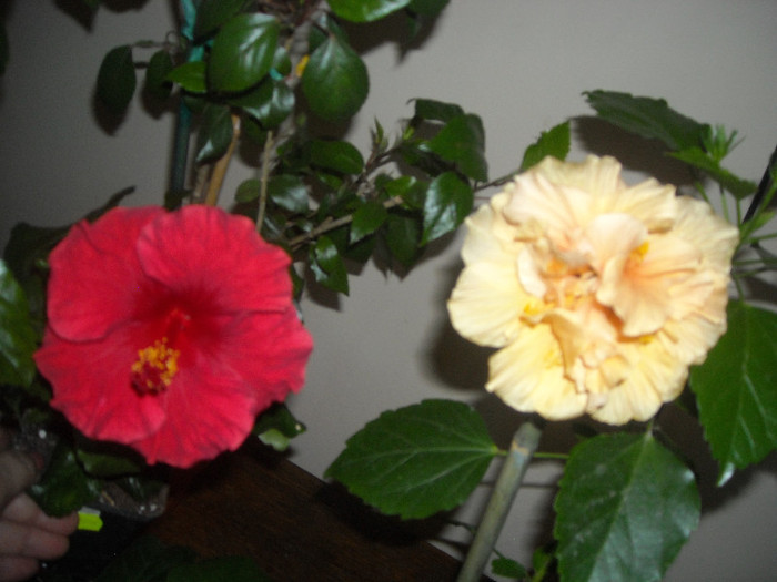 Hibiscus Helene + Clasic Yelow