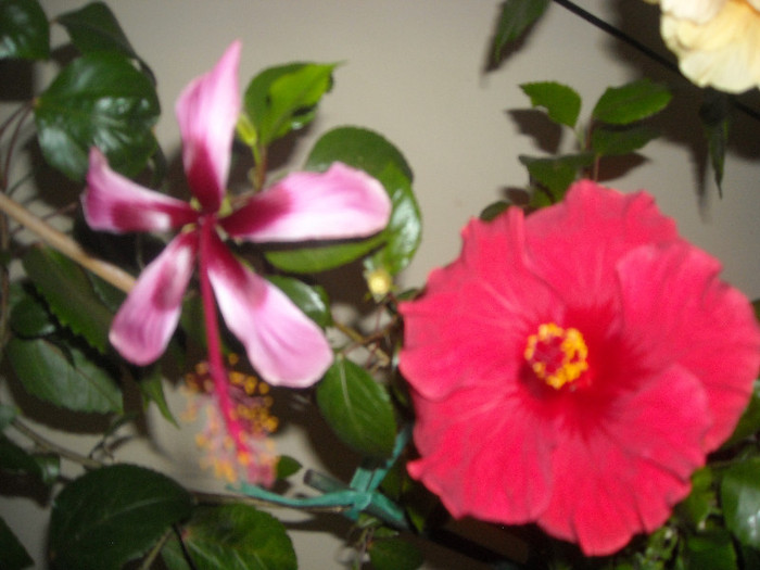 Hibiscus Fidjian Island + Helene