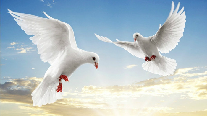 pereche_porumbei_albi-1366x768 - Inchirez porumbei albi pentru nunti