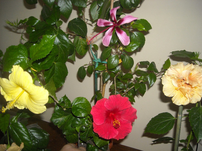 Hibiscus grup