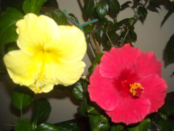 Hibiscus Senegal + Helene