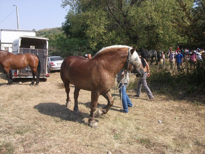 DSCF5427 - expozitia de cai tauteu bihor 2012