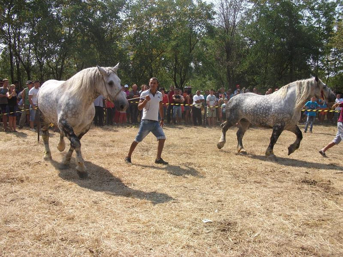 DSCF5461 - expozitia de cai tauteu bihor 2012