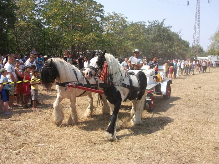 tinkeri - expozitia de cai tauteu bihor 2012