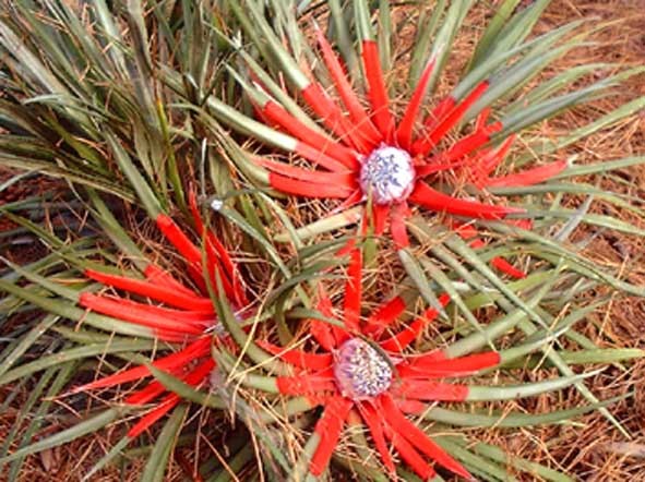 FASCICULARIA BICOLOR planta de vanzare