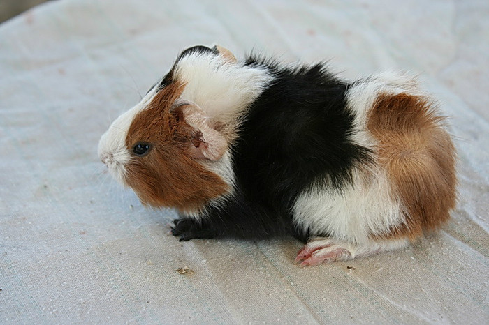 pui 6 pastrat pentru crescatorie