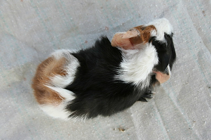 pui 6 pastrat pentru crescatorie