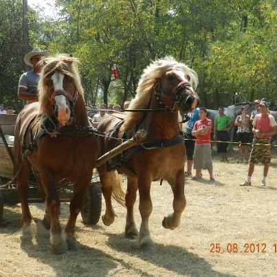 292066_276970895735871_1137826076_n - expozitia de cai tauteu bihor 2012