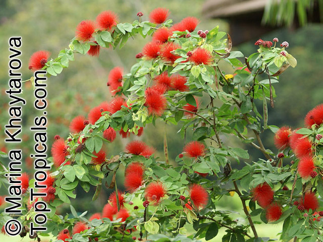 Calliandra  haematocephala