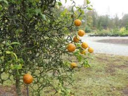 images (2) - lamai rezistent la ger de vanzare