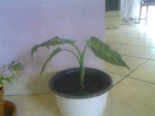 dieffenbachia