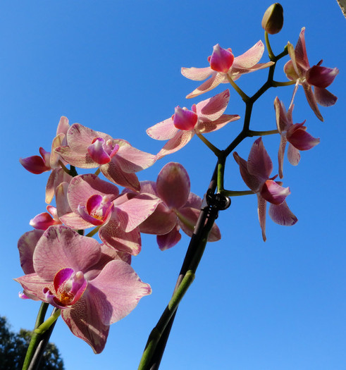  - Phalaenopsis 1