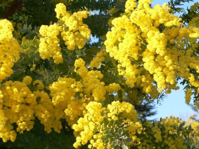 Acacia dealbata