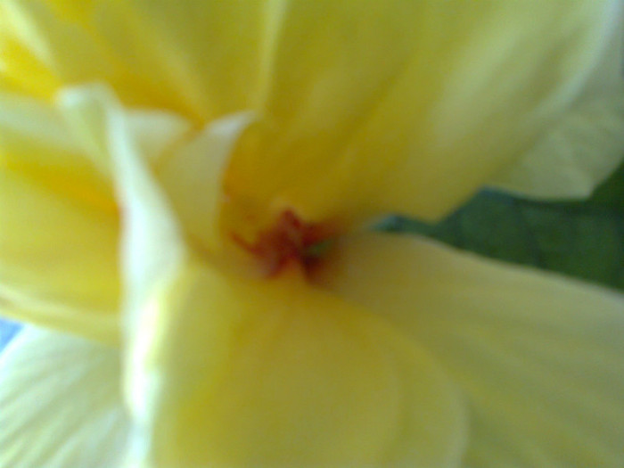 Fotografie0015 - Hibiscusii mei- plantele favorite