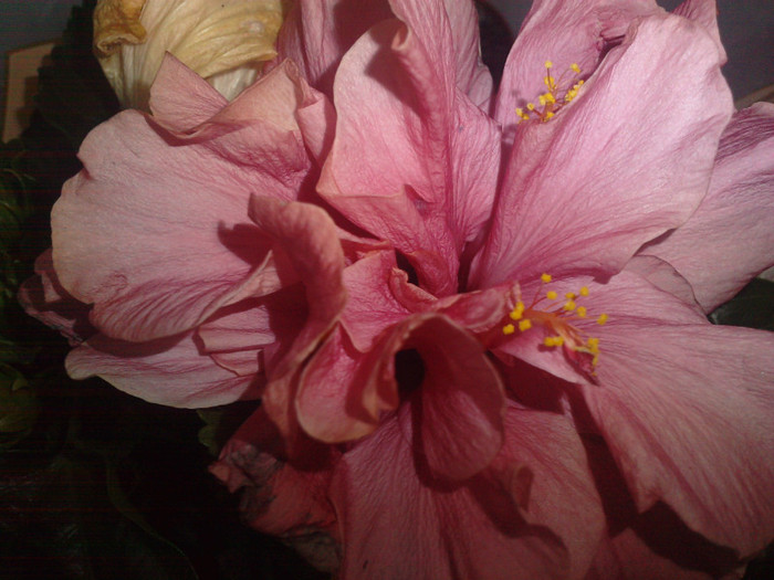 P030512_14.390001 - Hibiscusii mei- plantele favorite