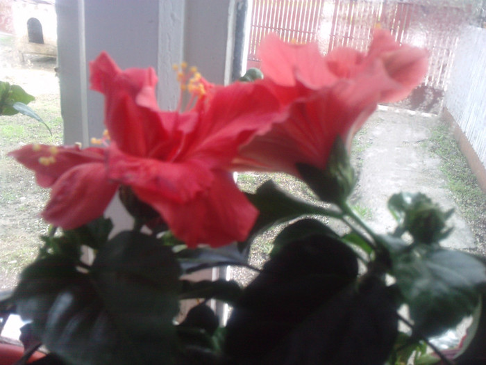 P170412_09.390002 - Hibiscusii mei- plantele favorite