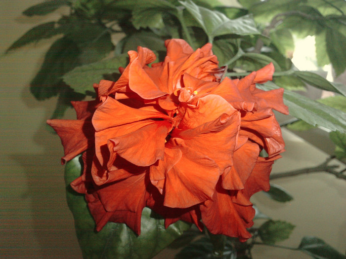 P250412_11.280001 - Hibiscusii mei- plantele favorite