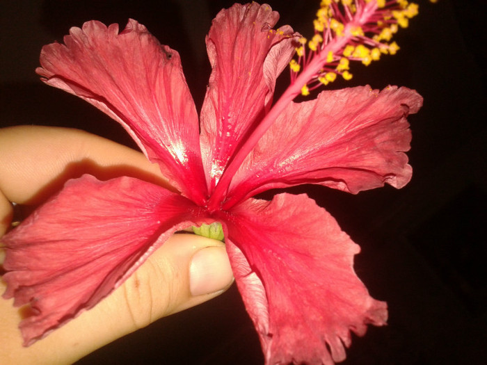 rouge tropique- floare - Multumesc Codruta36