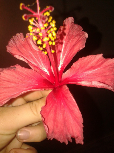 rouge tropique- floare - Multumesc Codruta36