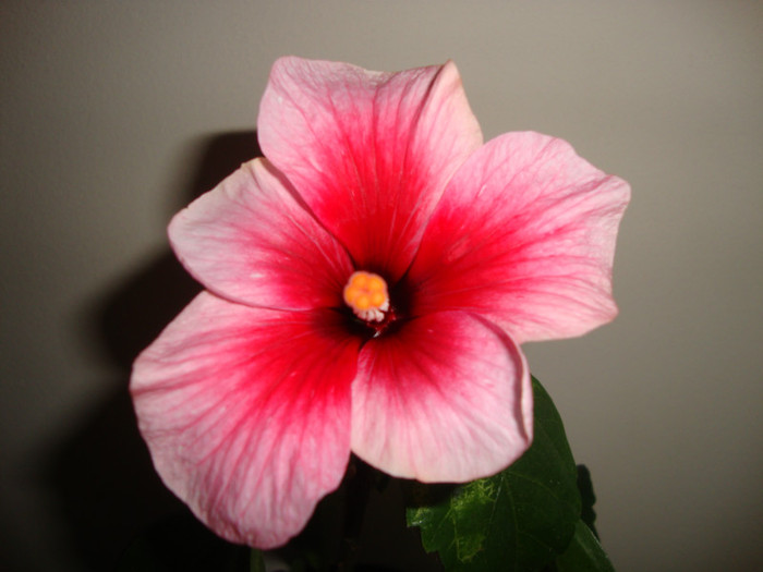 pink dream