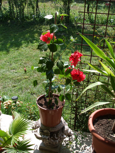 Hibiscus rosa sinensis 3 - Rosu