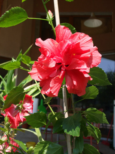 Hibiscus rosa sinensis 2 - Rosu