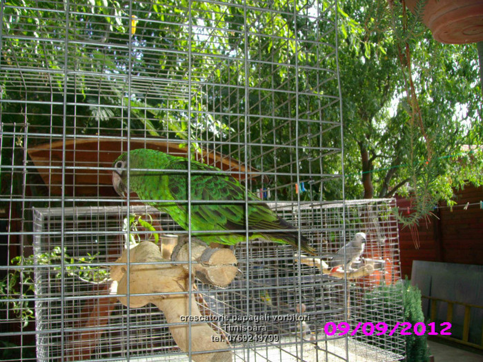 papagali Kongo si Jako - vand papagali jako african grey - Timisoara