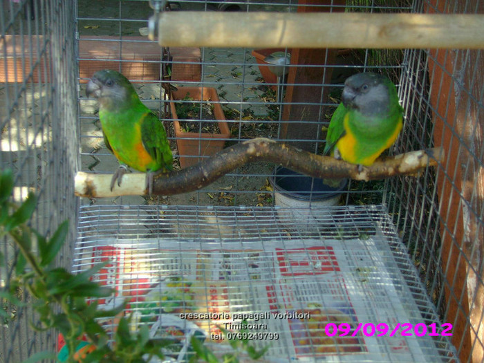 papagali Senegal - papagali blanzi - Timisoara