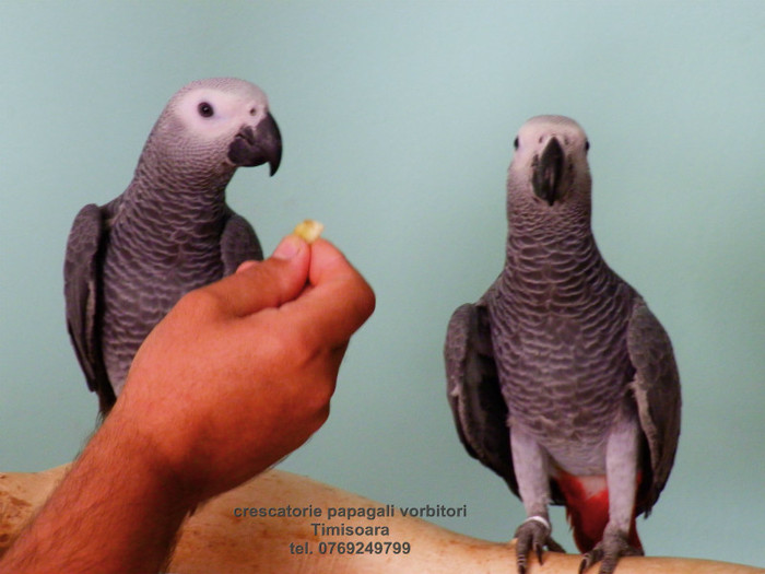 www.Jako-AfricanGrey.ro 18