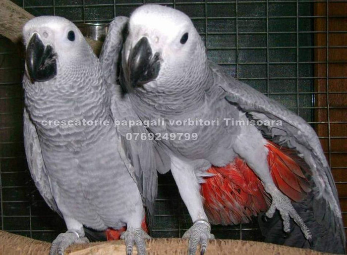 www.Jako-AfricanGrey.ro 13