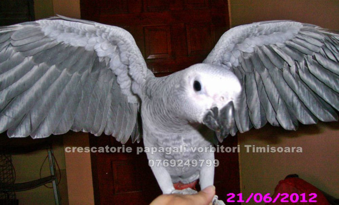 www.Jako-AfricanGrey.ro 14