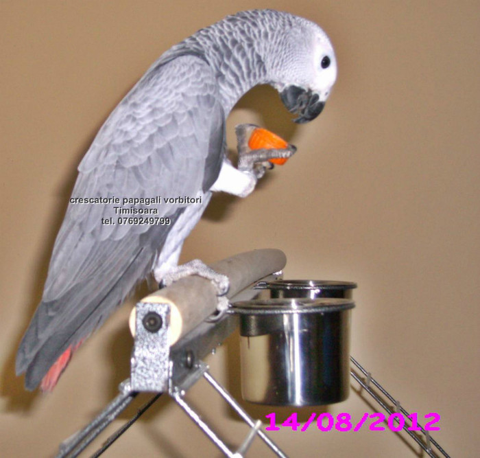 www.Jako-AfricanGrey.ro 16 - papagali blanzi Jako African Grey - Timisoara