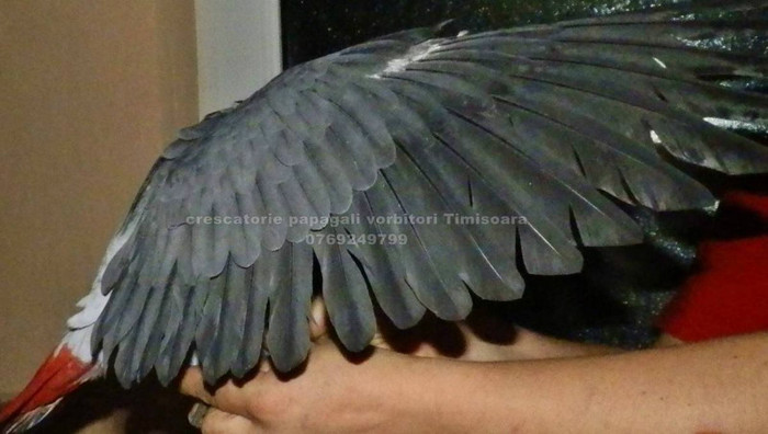 www.Jako-AfricanGrey.ro 15