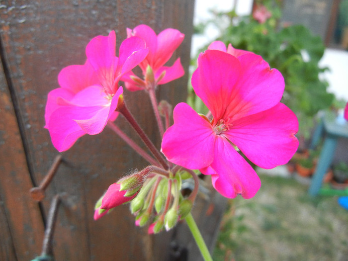 Cyclamen Lia Geranium (2012, Sep.06)