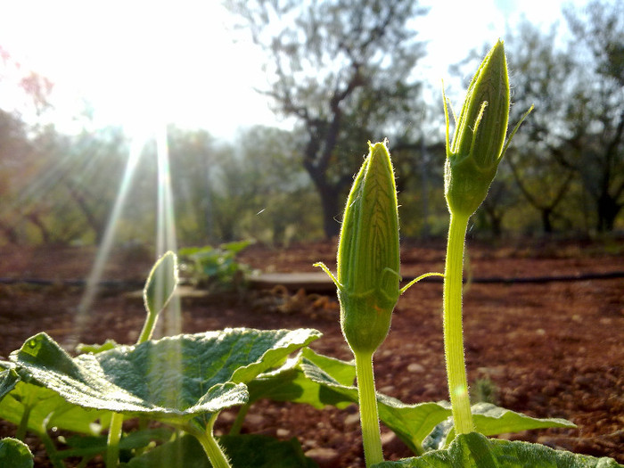 flori dovreac - plante  insecte  viata
