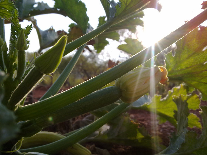 dovlecel - plante  insecte  viata